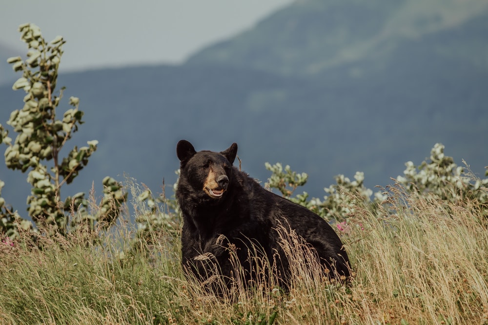 black bear on yellow flower field during daytime