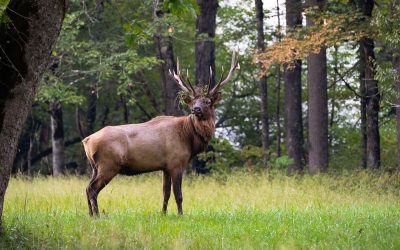 Common Elk Hunting Mistakes