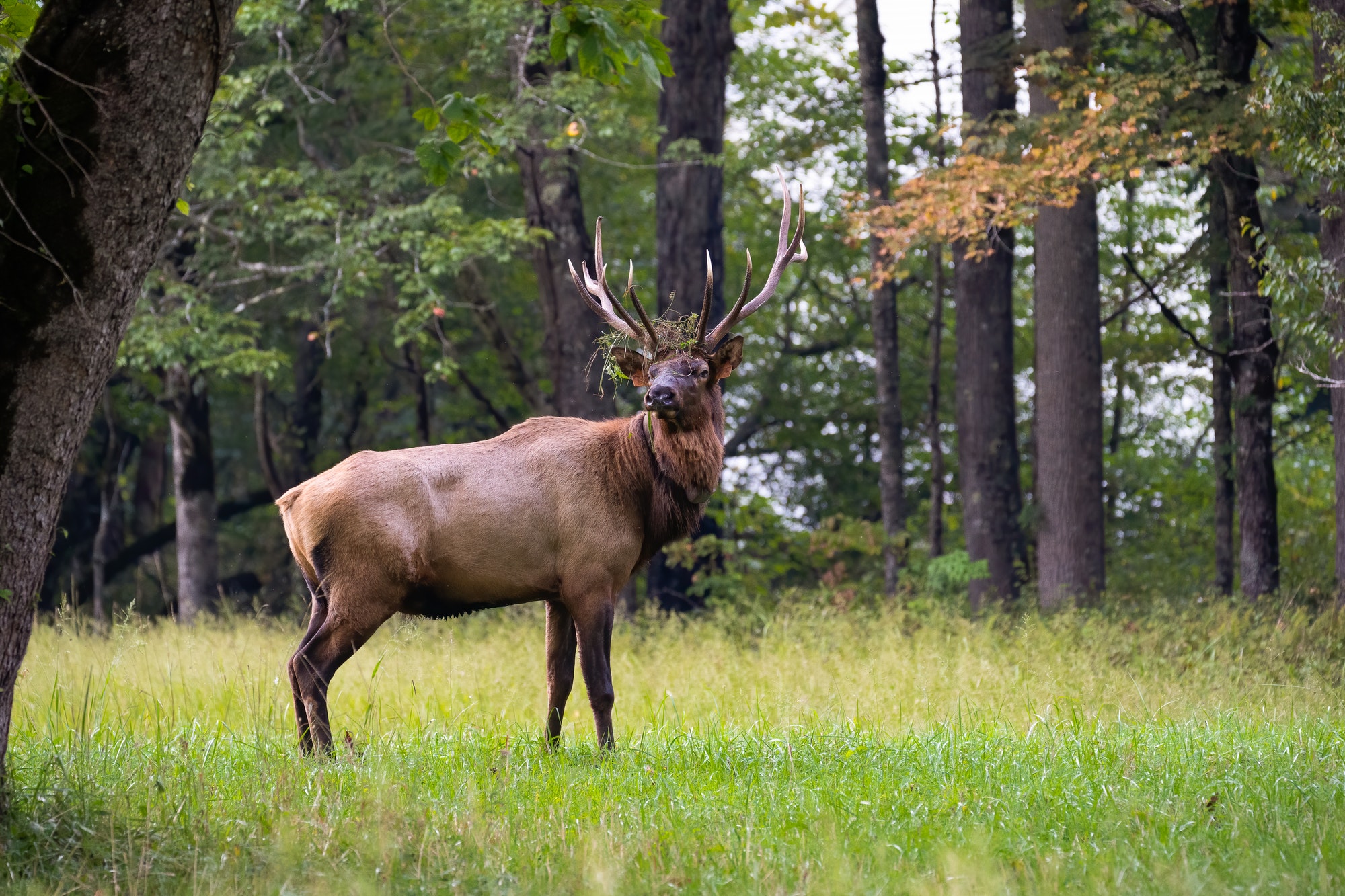 Bull Elk