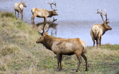 Cues To Retrieving Shot Elks