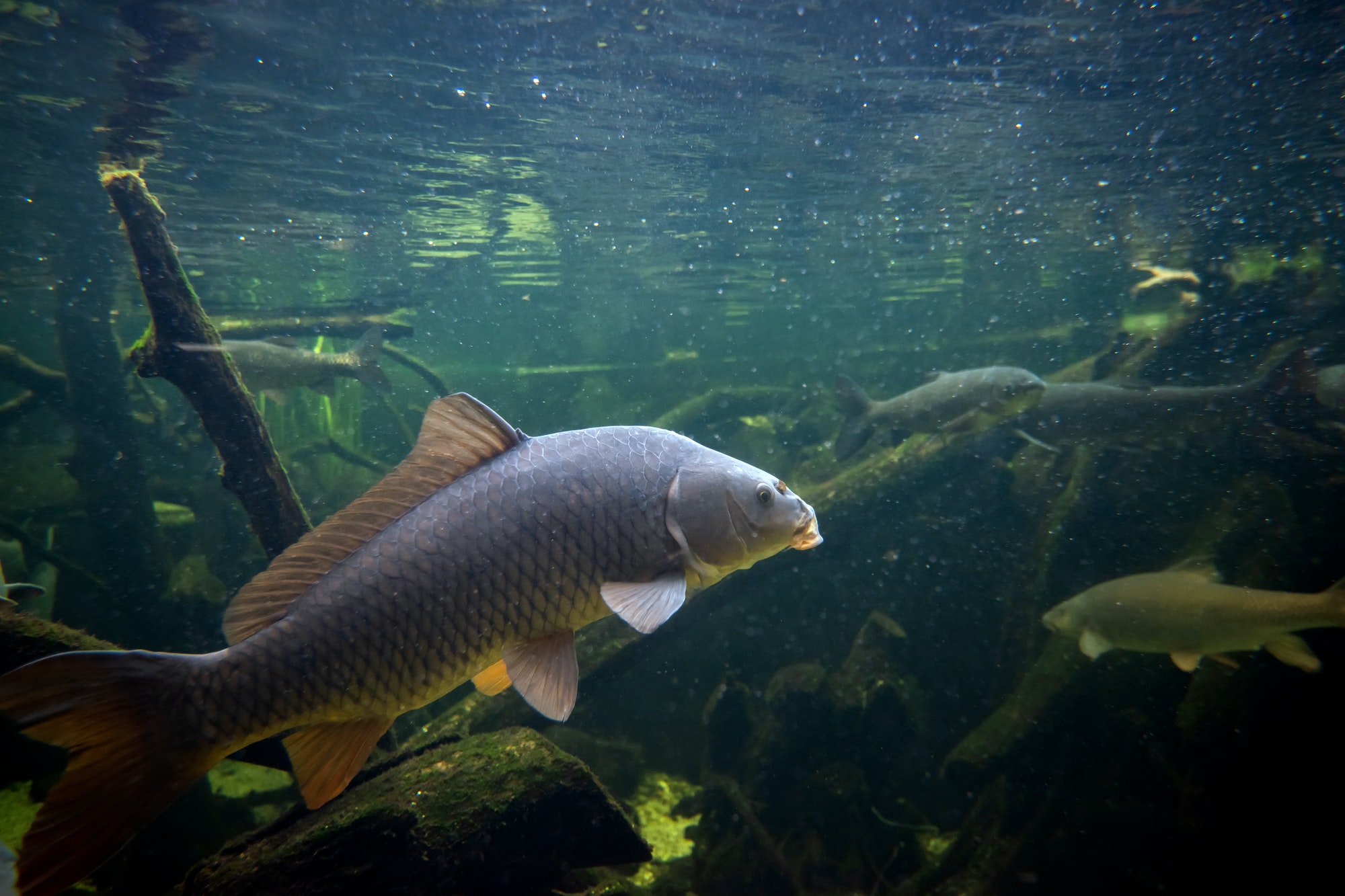 Freshwater fish carp (Cyprinus carpio) in the pond