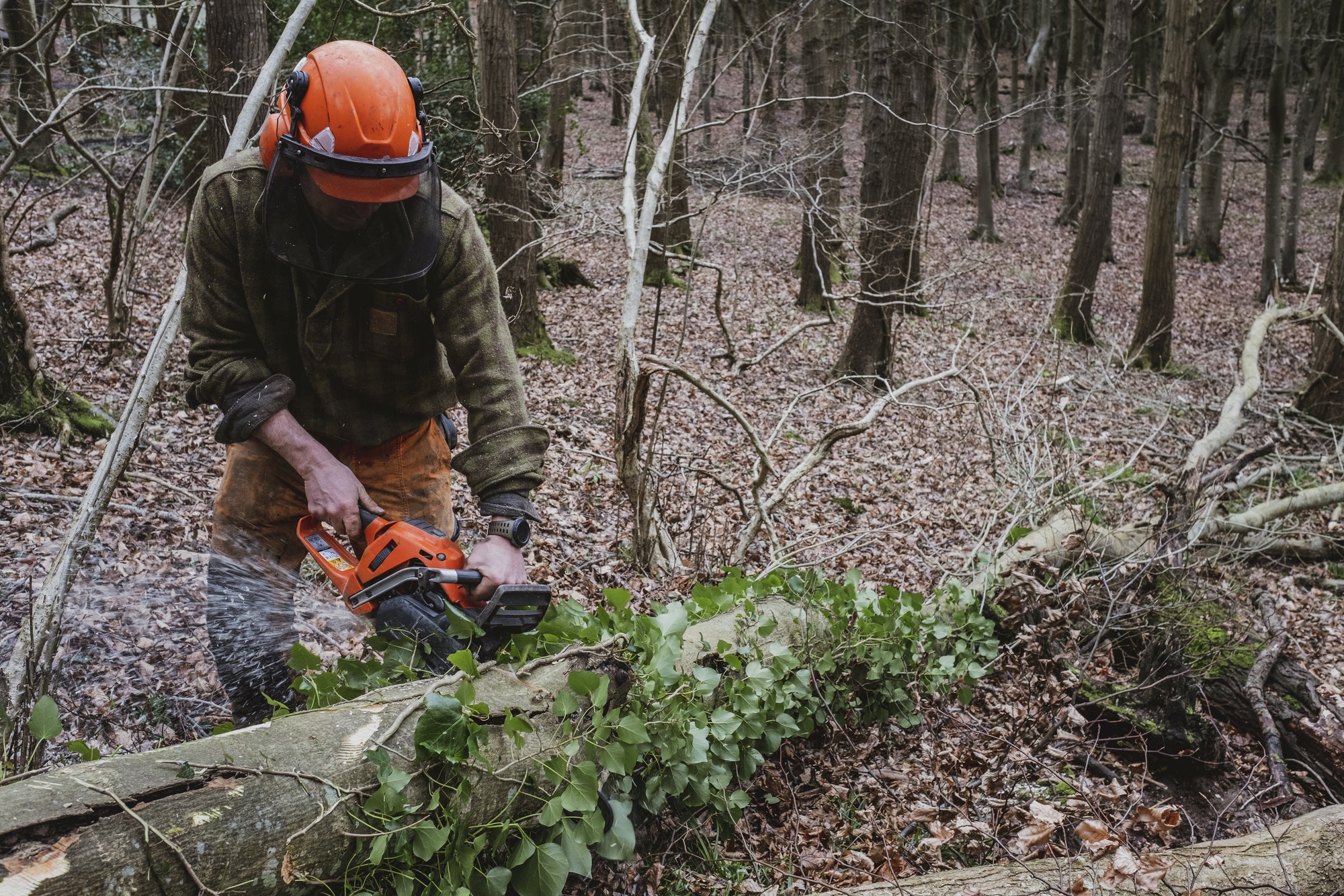 Man wearing safety gear using chainsaw to fell tree in a forest.