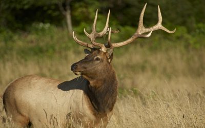 How To Prepare for Elk Hunting