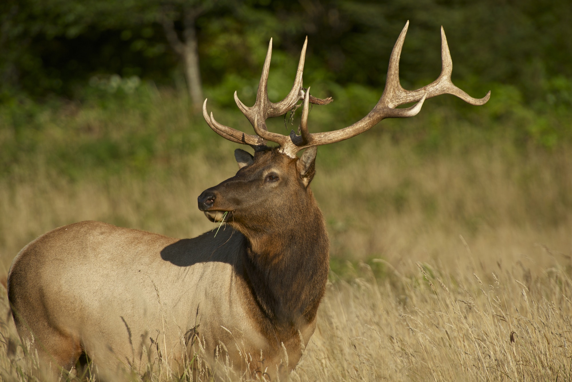 Redwoods Elk